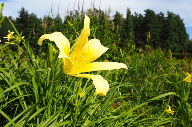 Taglilie oder schönes Zitronengelb ist eine wunderschön blühende mehrjährige krautige Pflanze. Lange, dünne grüne Blätter, die als Hobby blühen. Gelbe Sorte Hemerocallis lilioasphodelus