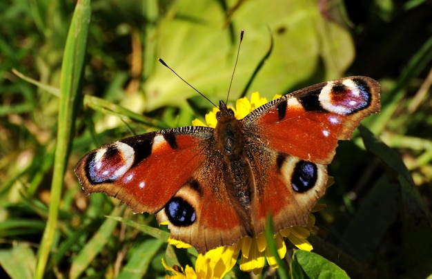 Tagpfauenauge Aglais io auf einer Löwenzahnblume an einem Sommermorgen