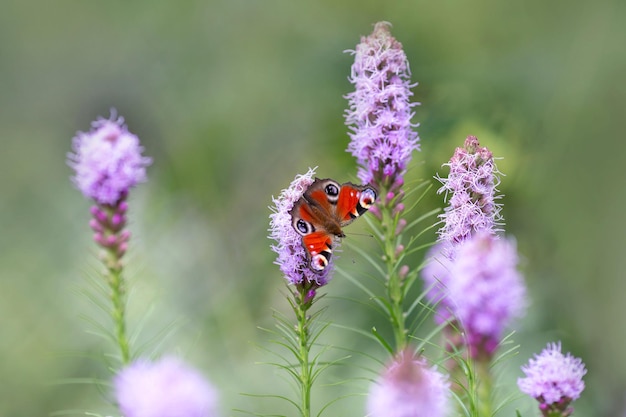 Tagpfauenauge Aglais io sitzt auf einer Blume