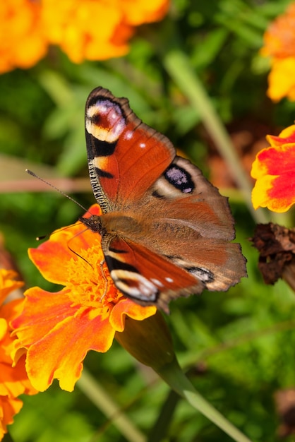 Tagpfauenauge auf gelber Blume sammelt Nektar Nahaufnahme Makrofotografie