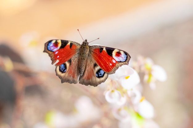 Tagpfauenaugenschmetterling sitzt auf einer weißen Blume