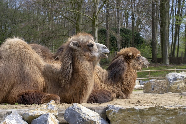 Tagsüber Kamele im Zoo