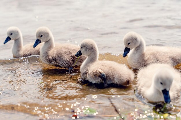 Tagsüber kleine Cygnets auf dem See