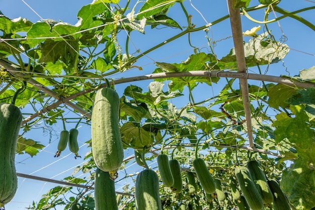 Tagsüber Luffa-Farm in Nantou, Taiwan