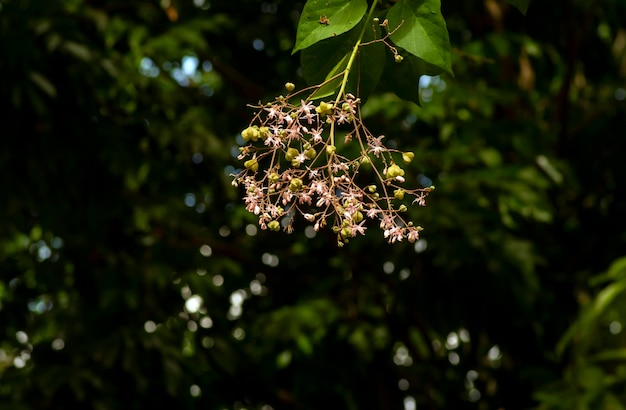 Tahongai-Gastbaum Kleinhovia hospita, bekannt als Katimaha Timoho Java Indonesien, rosa Blütensamen