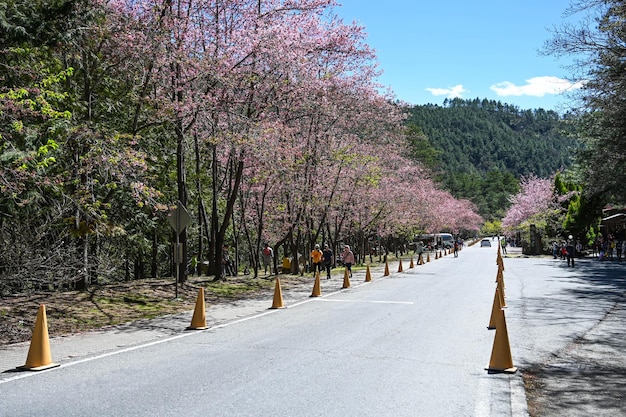 Foto taichung taiwan 26 de fevereiro de 2020 lindas flores de cerejeira na fazenda wulingtaichung taiwan