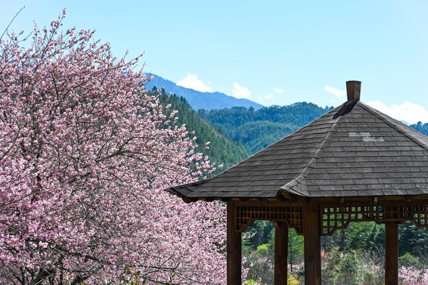 Foto taichung taiwán 26 de febrero de 2020 hermosas flores de cerezo en wuling farmtaichung taiwán