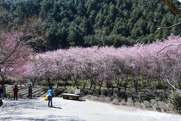 Foto taichung taiwan 26. februar 2020 wunderschöne kirschblüten in der wuling farmtaichung taiwan