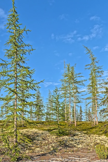 Taiga de las estribaciones