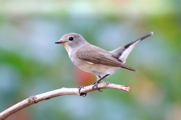 Taiga Flycatcher Ficedula albicilla Schöne männliche Vögel von Thailand