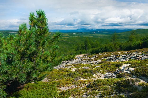 Taiga im Sommer mit moosbedeckten Steinen und einem Weihnachtsbaum im Vordergrund.