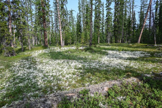 Taiga de montaña en la meseta de Putorana