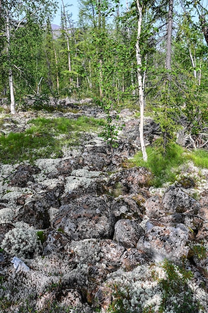 Taiga de montaña en la meseta de Putorana