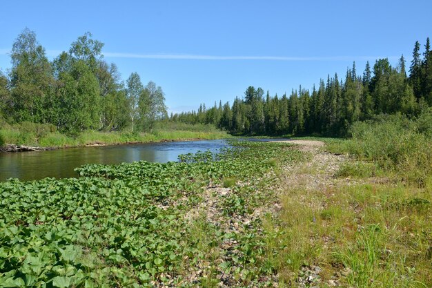 Taiga-Ural-Fluss