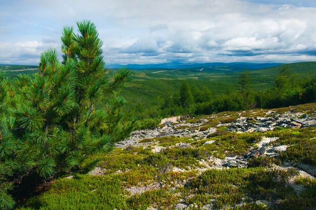 Taiga en verano con piedras cubiertas de musgo y un árbol de Navidad en primer plano.