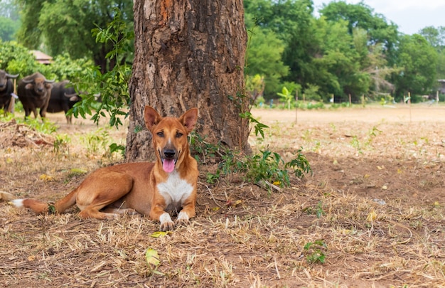 Tailandês cachorro marrom sentado debaixo da árvore