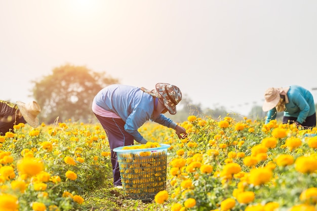 Tailandés trabajador o jardinero manteniendo flor de Marigold