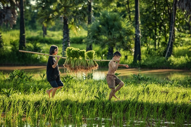 Tailandia agricultores siembra de arroz y cultivan arroz en la temporada de lluvias