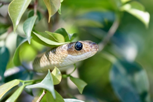 tailandia, chiang mai, campo, serpiente, en, rama de árbol