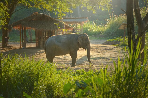 Tailândia, elefante no fundo do nascer do sol