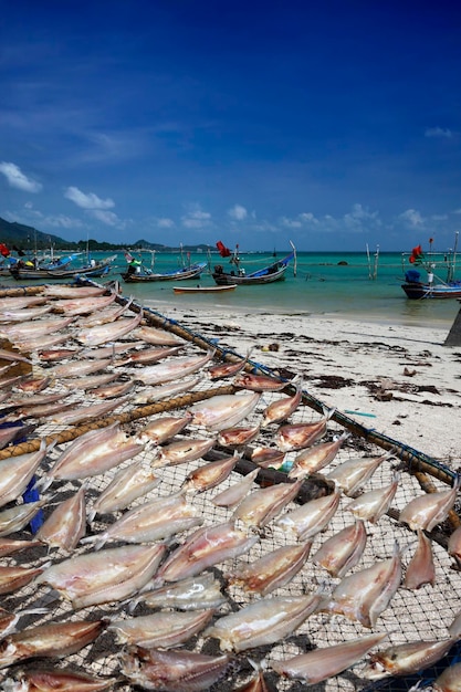 Tailândia, Koh Samui (Ilha de Samui), barcos de pesca locais e peixes secando ao sol