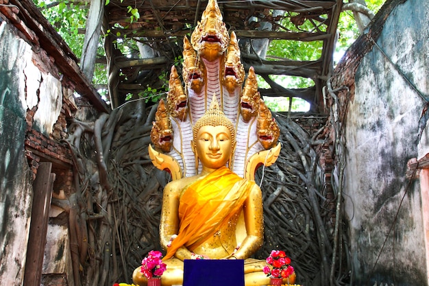 Tailandia no vista, ruinas del antiguo templo con una raíz de árbol Bodhi