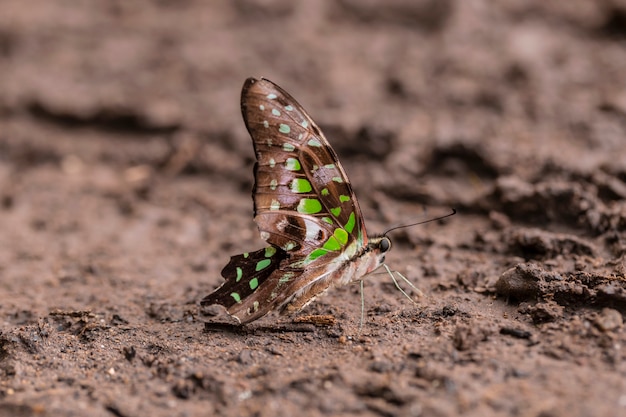 Tailed Jay Graphium agamemnon