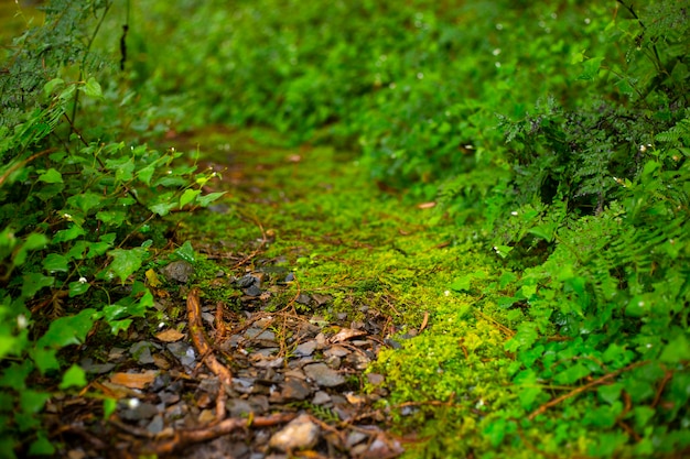 Taiping Mountain, a Trilha Jianqing de Taiwan e o musgo verde esmeralda ao lado da trilha da floresta