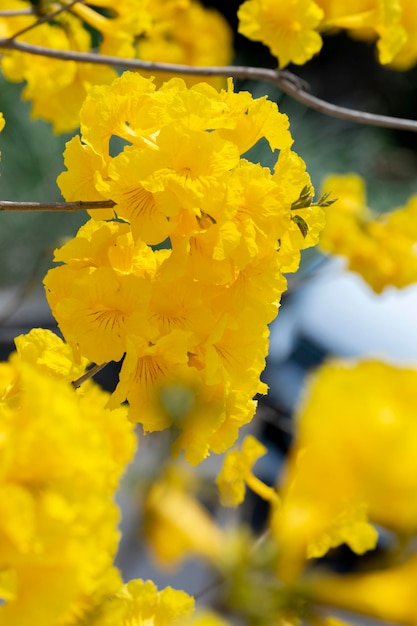 Taiwan Frühjahr blühende Saison Straßenbäume blühende Suzuki-Chrysantheme