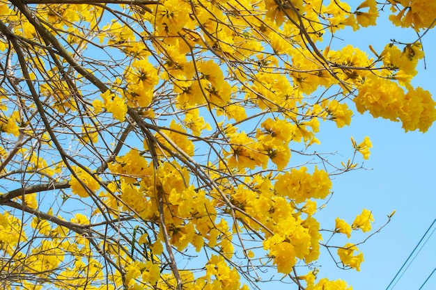 Taiwan Frühjahr blühende Saison Straßenbäume blühende Suzuki-Chrysantheme