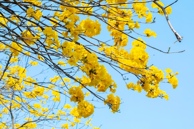 Taiwan Frühjahr blühende Saison Straßenbäume blühende Suzuki-Chrysantheme