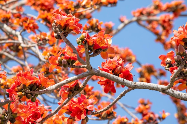 Taiwán primavera kapok temporada kapok floreciente