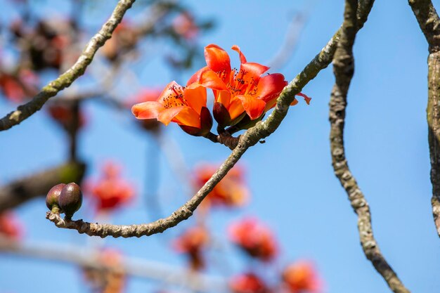 Taiwán primavera kapok temporada kapok floreciente