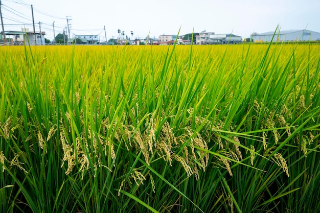 Taiwan, sul, campo, céu azul e nuvens brancas, verde, campos de arroz