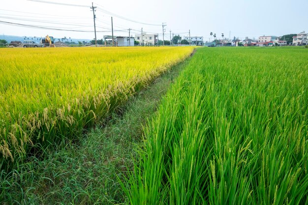 Taiwan, sul, campo, céu azul e nuvens brancas, verde, campos de arroz