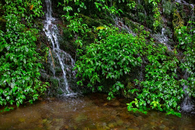 Taiwán Taiping Mountain Jianqing Old Road, agua de manantial de montaña al lado del sendero del bosque