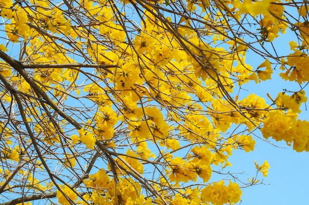 Taiwan temporada de floração primavera árvores de rua florescendo crisântemo Suzuki