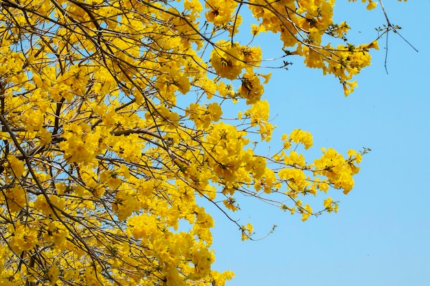 Taiwan temporada de floração primavera árvores de rua florescendo crisântemo Suzuki