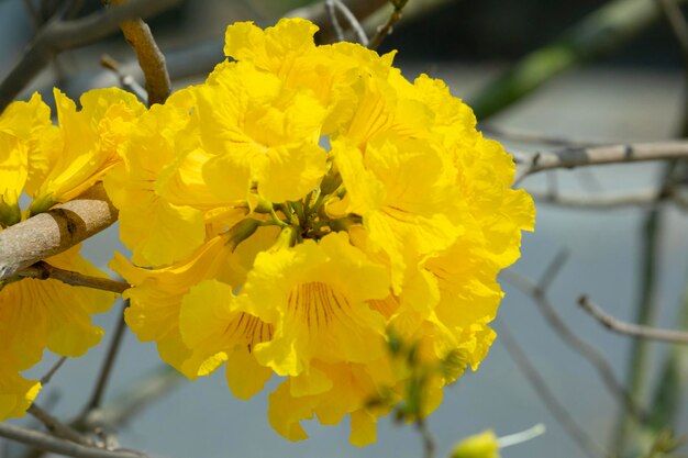 Taiwan temporada de floração primavera árvores de rua florescendo crisântemo Suzuki