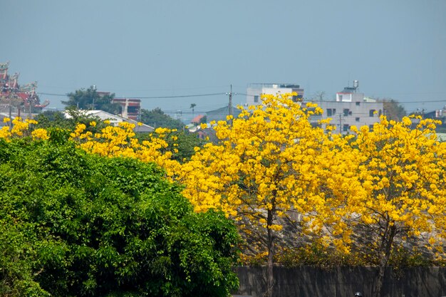 Taiwán temporada de floración primaveral árboles callejeros floreciente crisantemo Suzuki