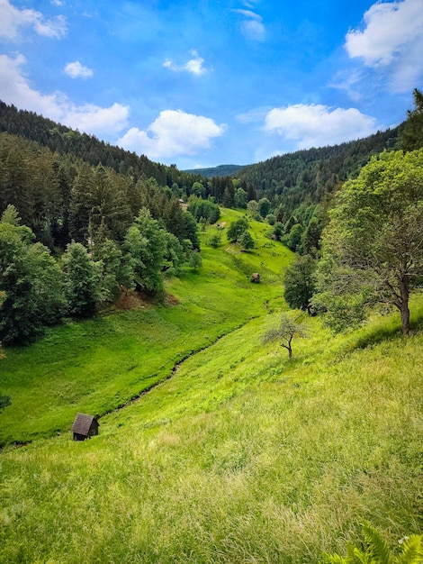 Tal mit Bergwiesen und einem kleinen Bach im Schwarzwald