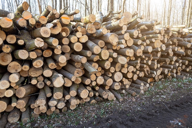 Tala de árboles en el bosque deforestación árboles rotos