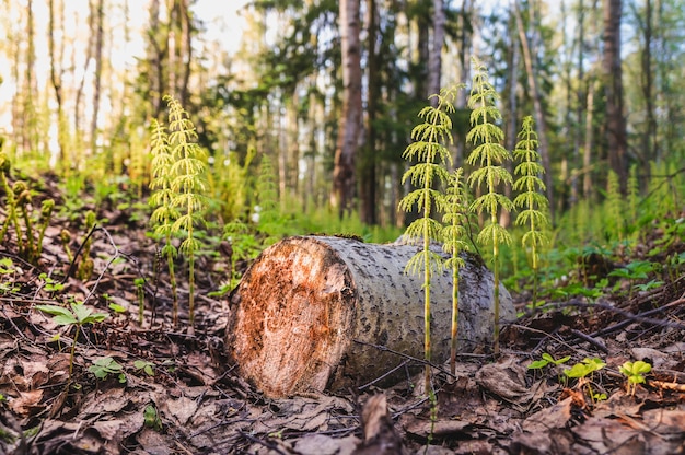 Tala de árboles. Brotes jóvenes en lugar de un árbol talado. Telón de fondo de bosque verde atmosférico con exuberante musgo. Textura de bosque