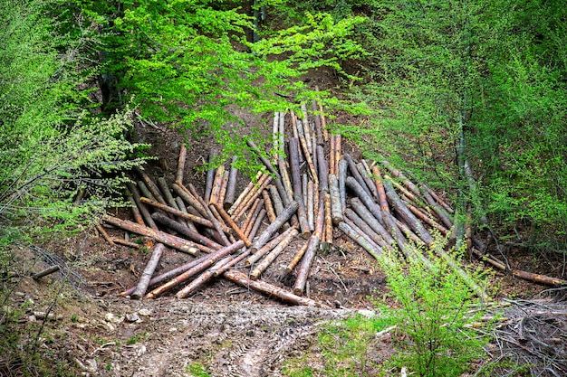 Tala de árboles Troncos de árboles talados Tala de árboles Deforestación y tala