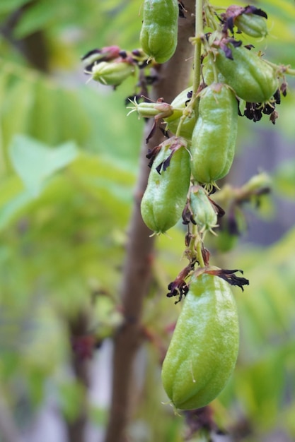 Foto taling-pling-baum