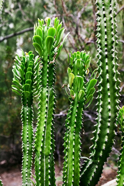 Tall Cactus planta en Arizona en verano, EE.UU.