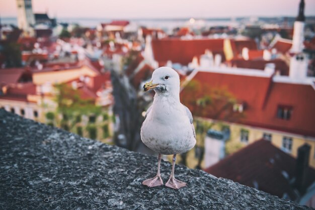 Tallinn und Möwe