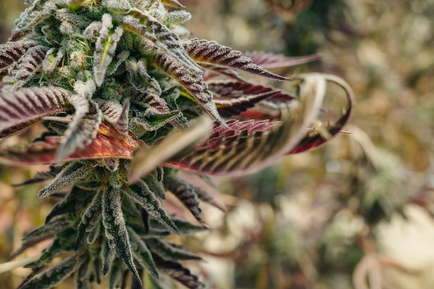 Tallo de cannabis Top Bud con folletos de primer plano interior uso comercial legal jardín marihuana California