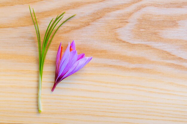 Foto tallo y flor de azafrán fresco sobre una superficie de madera. copie el espacio. lugar para su texto.