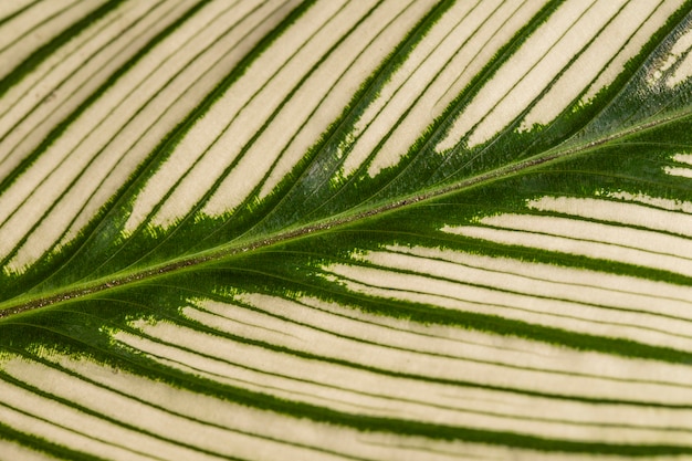 Tallo de hoja de planta con textura